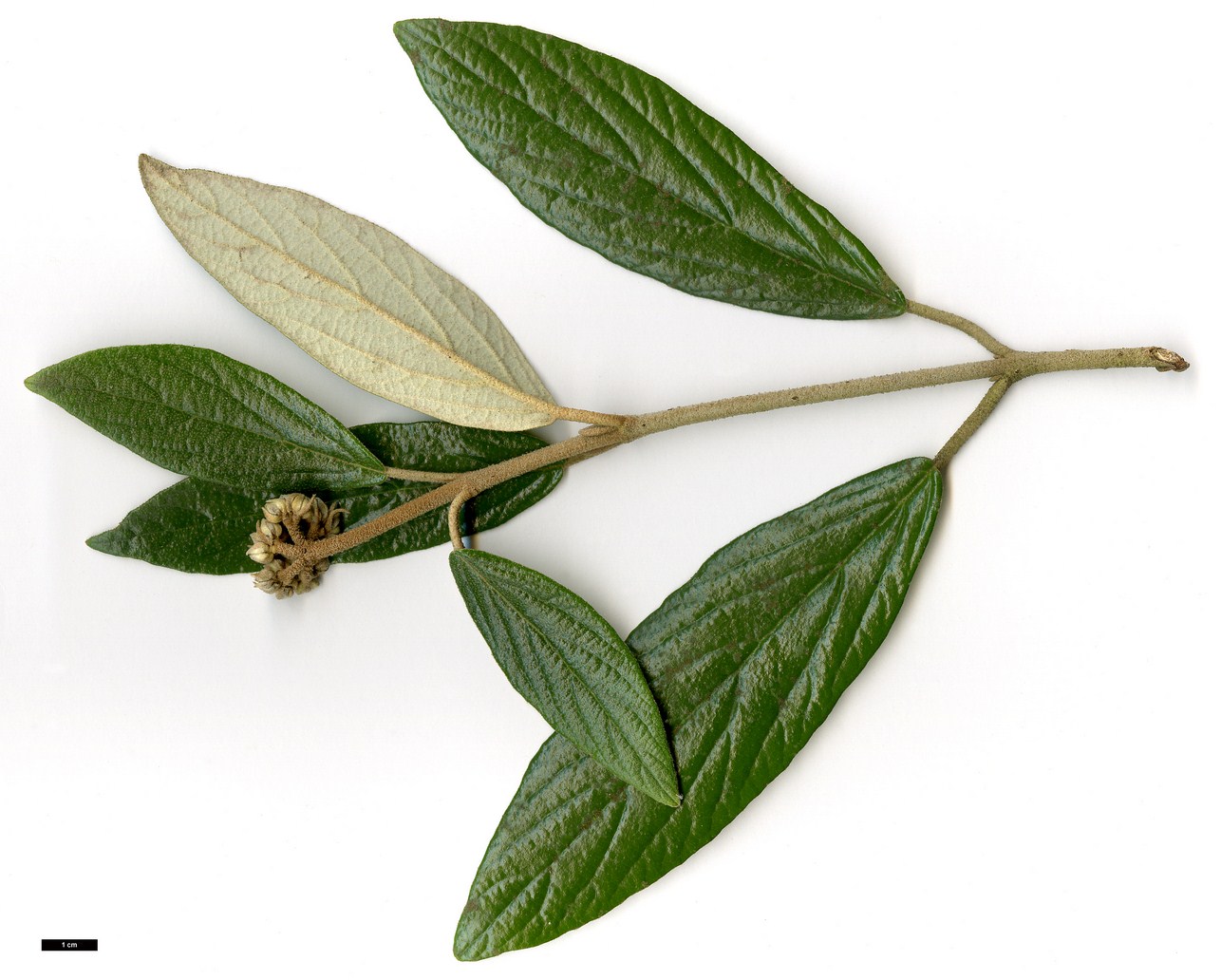 High resolution image: Family: Adoxaceae - Genus: Viburnum - Taxon: 'Pragense' (V.rythidophyllum × V.utile)